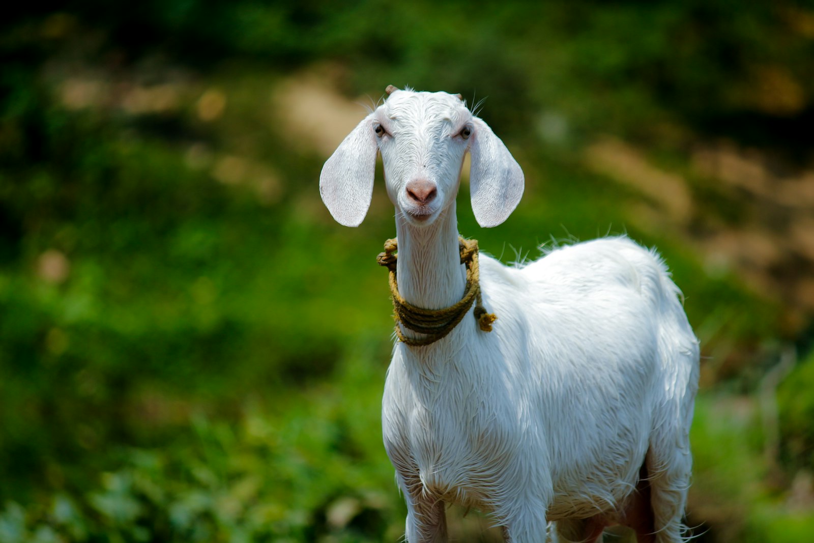 Koza sa farme GoldenHorn